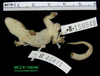 Media type: image;   Herpetology R-158548